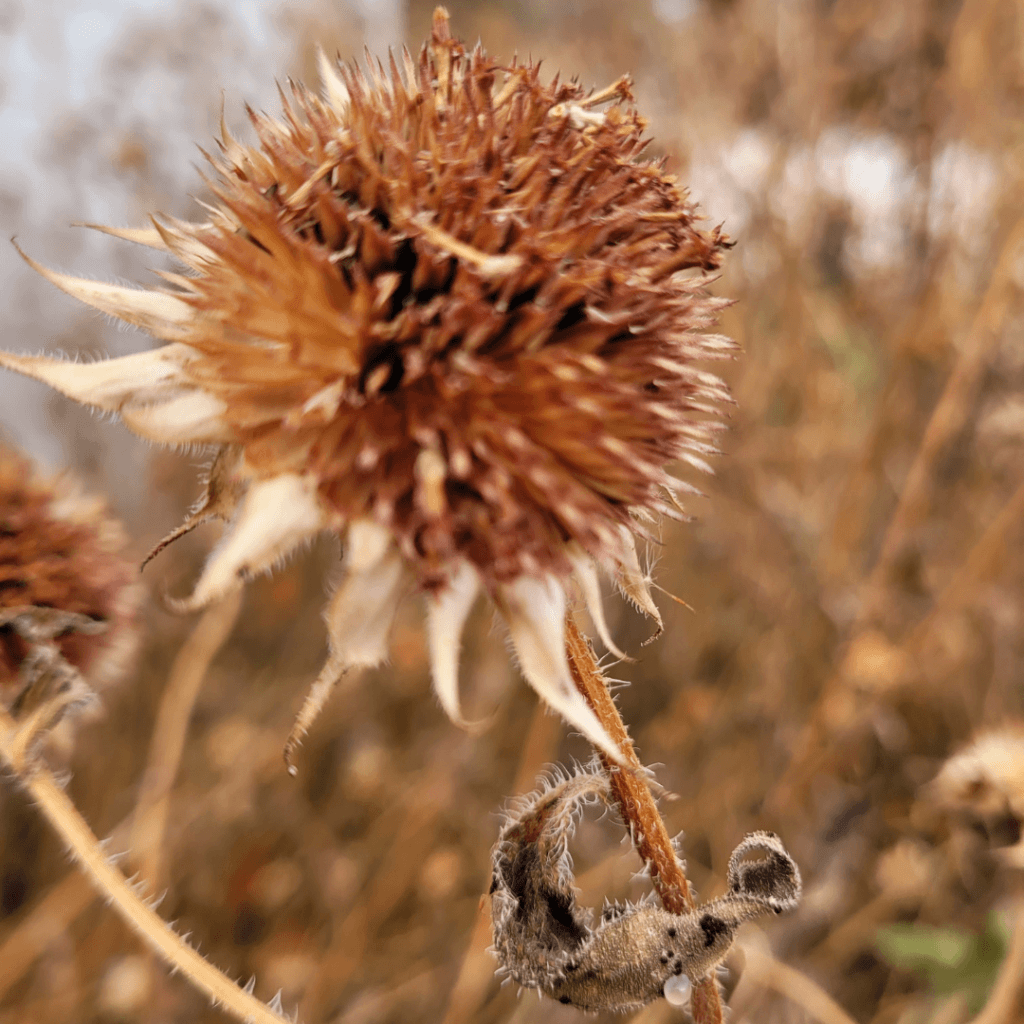 Image illustrates a seedhead garden for the best seedhead plants for birds.
