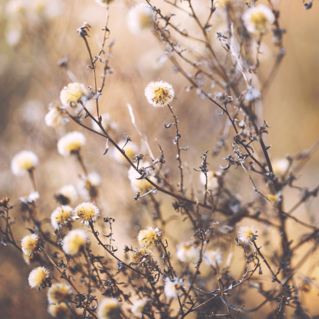 Image illustrates Aster seedheads.