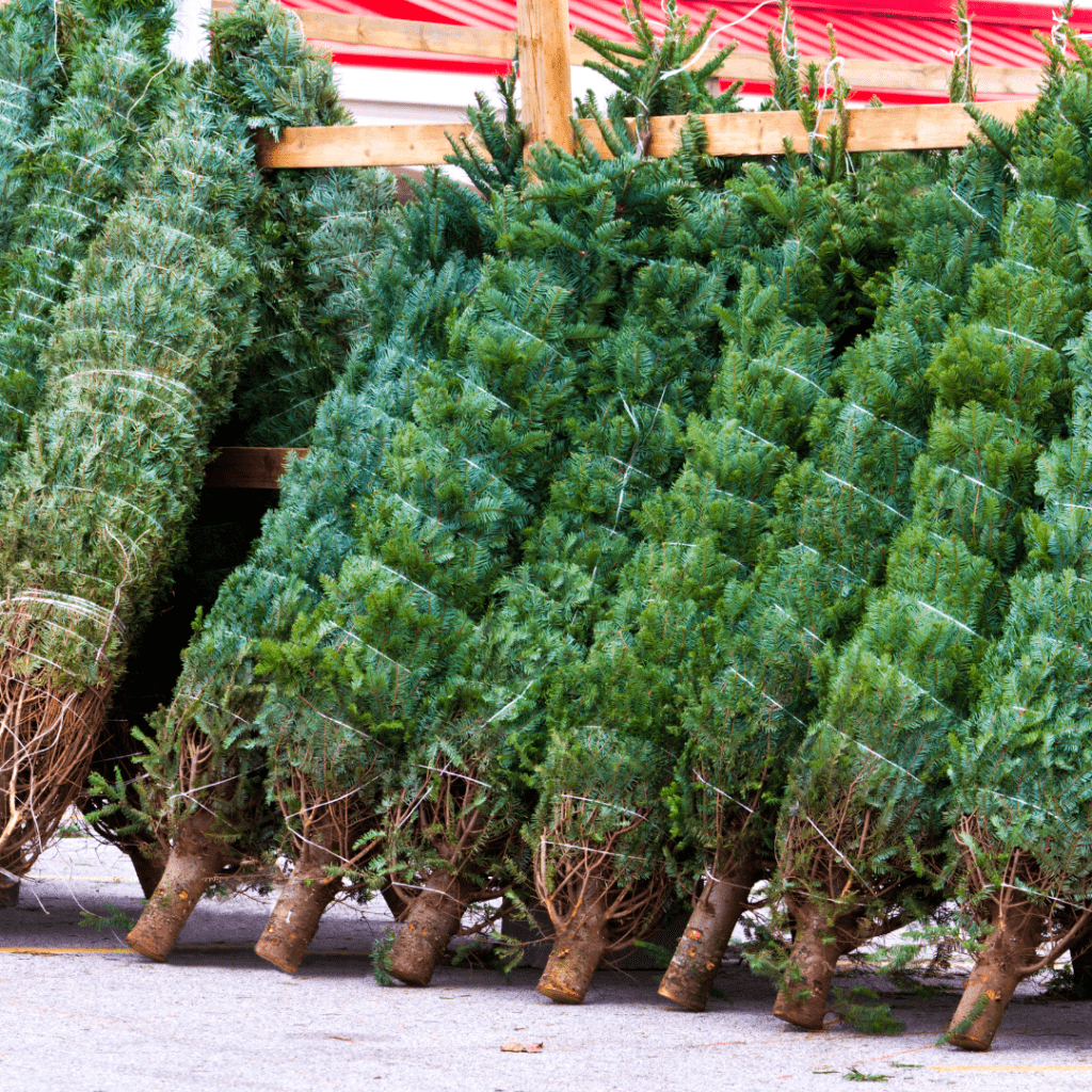 Image illustrates cut Christmas trees demonstrating how to make your Christmas tree survive