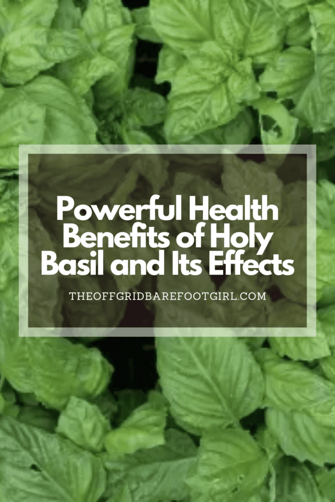 Image illustrates a Pinterest pin of holy basil demonstrating the health benefits of holy basil. 