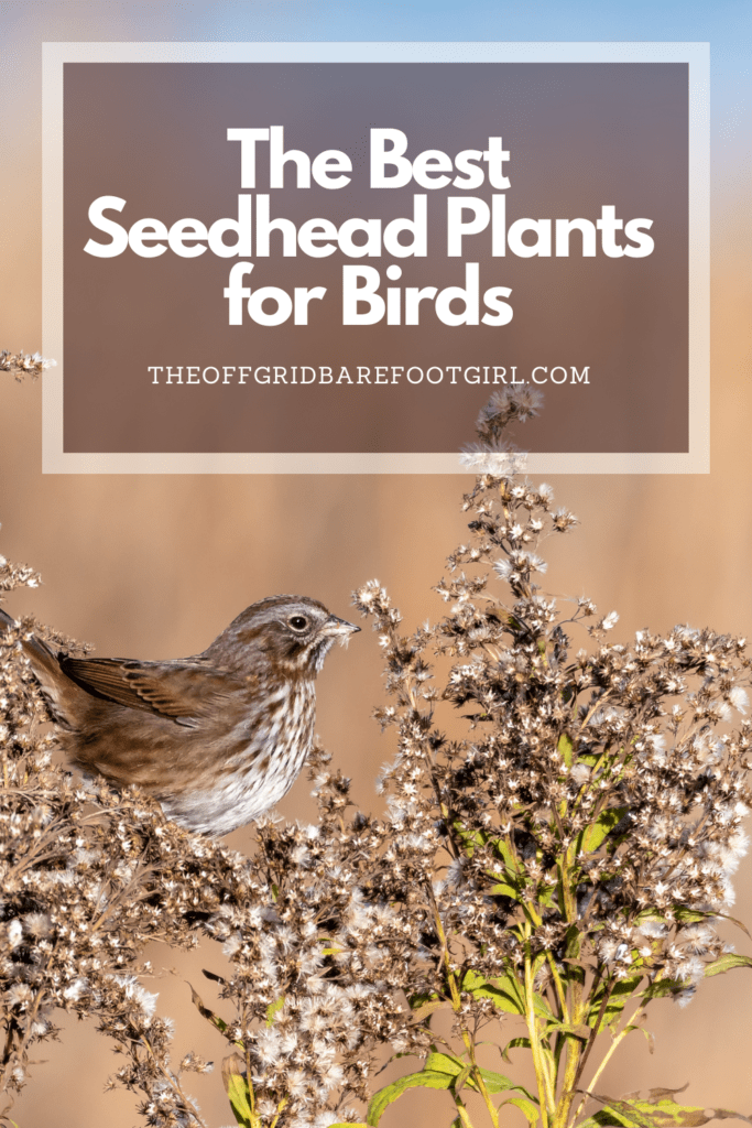 Image illustrates a Pinterest pin of a bird feeding on a seedhead demonstrating the best seedhead plants for birds. 