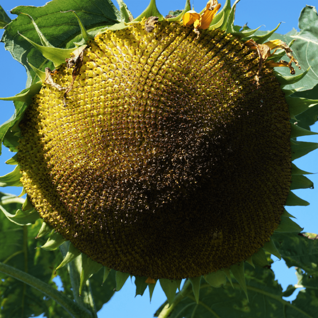 Image illustrates a sunflower seedhead for the best seedhead plants for birds. 