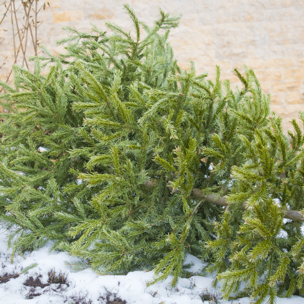 Image illustrates a disposed Christmas tree. 