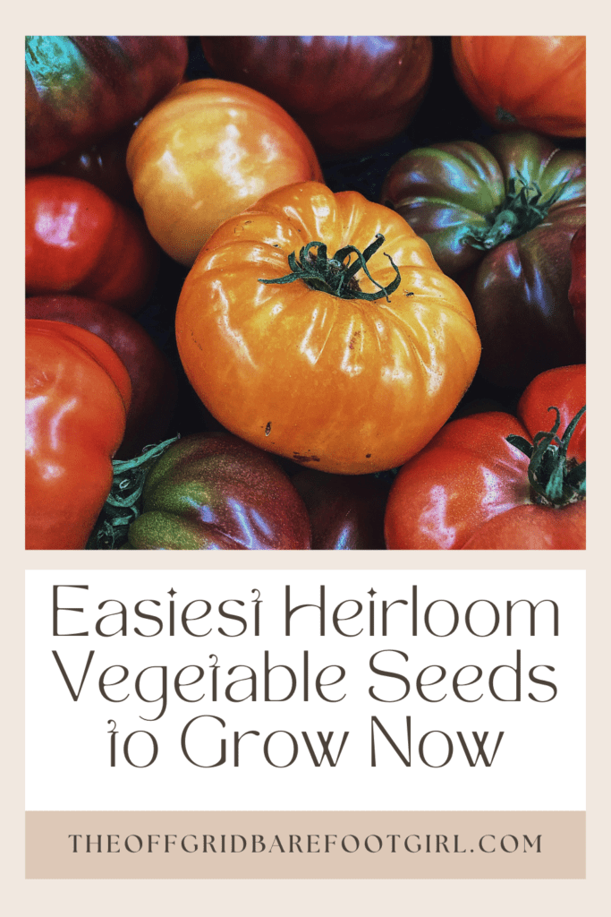 Image illustrates a Pinterest pin of heirloom tomatoes demonstrating information on the best heirloom vegetables seeds to grow. 