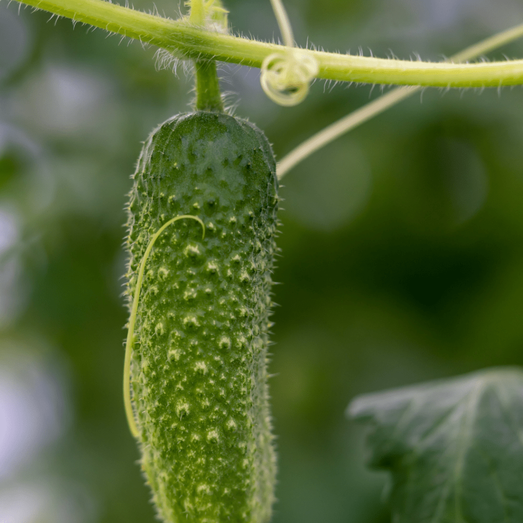 Image illustrates heirloom cumbers. 