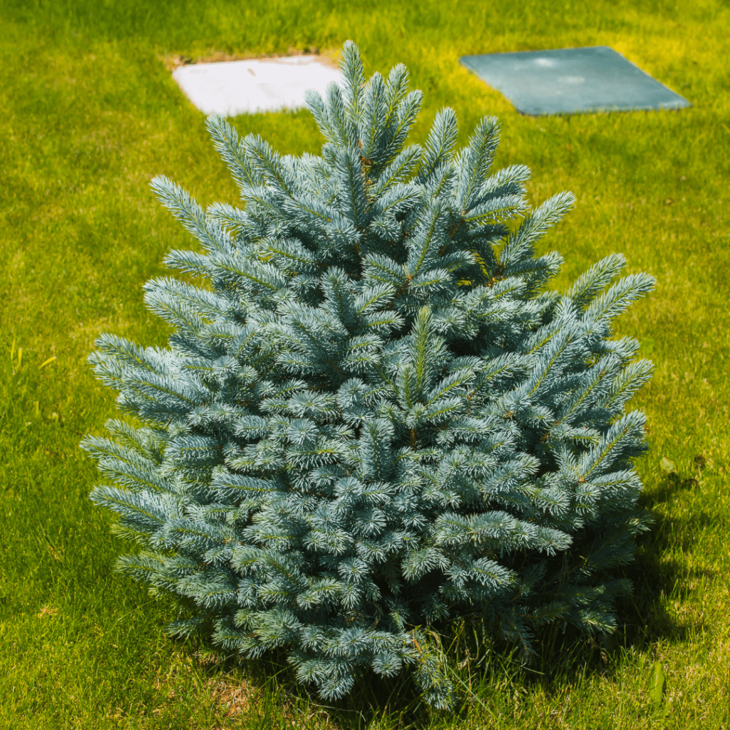Image illustrates a planted pine tree in a yard. 