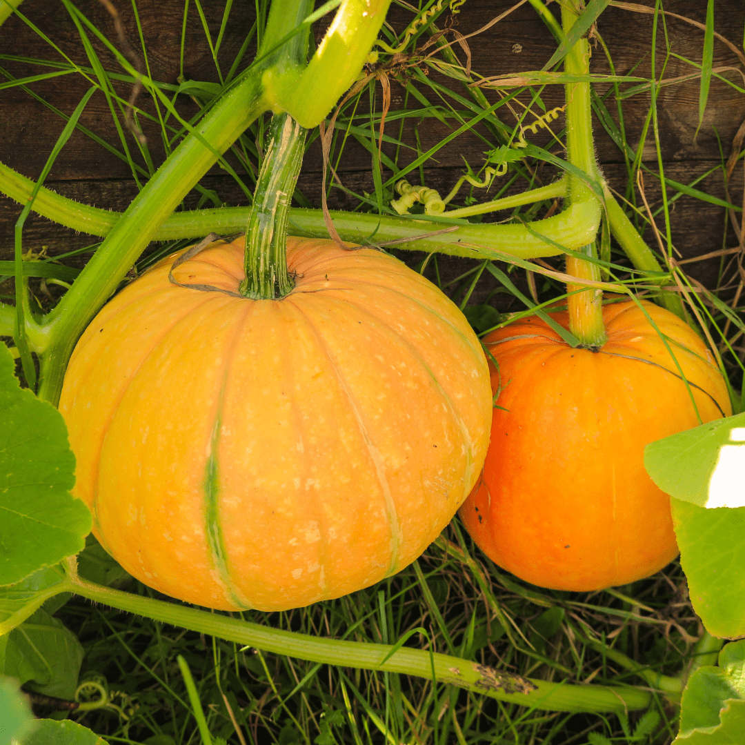 Image illustrates pumpkins on a vine demonstrating how to grow a pumpkin patch in your backyard.