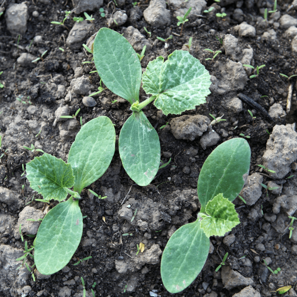 Image illustrates pumpkin seedlings demonstrating how to grow a pumpkin patch in your backyard. 