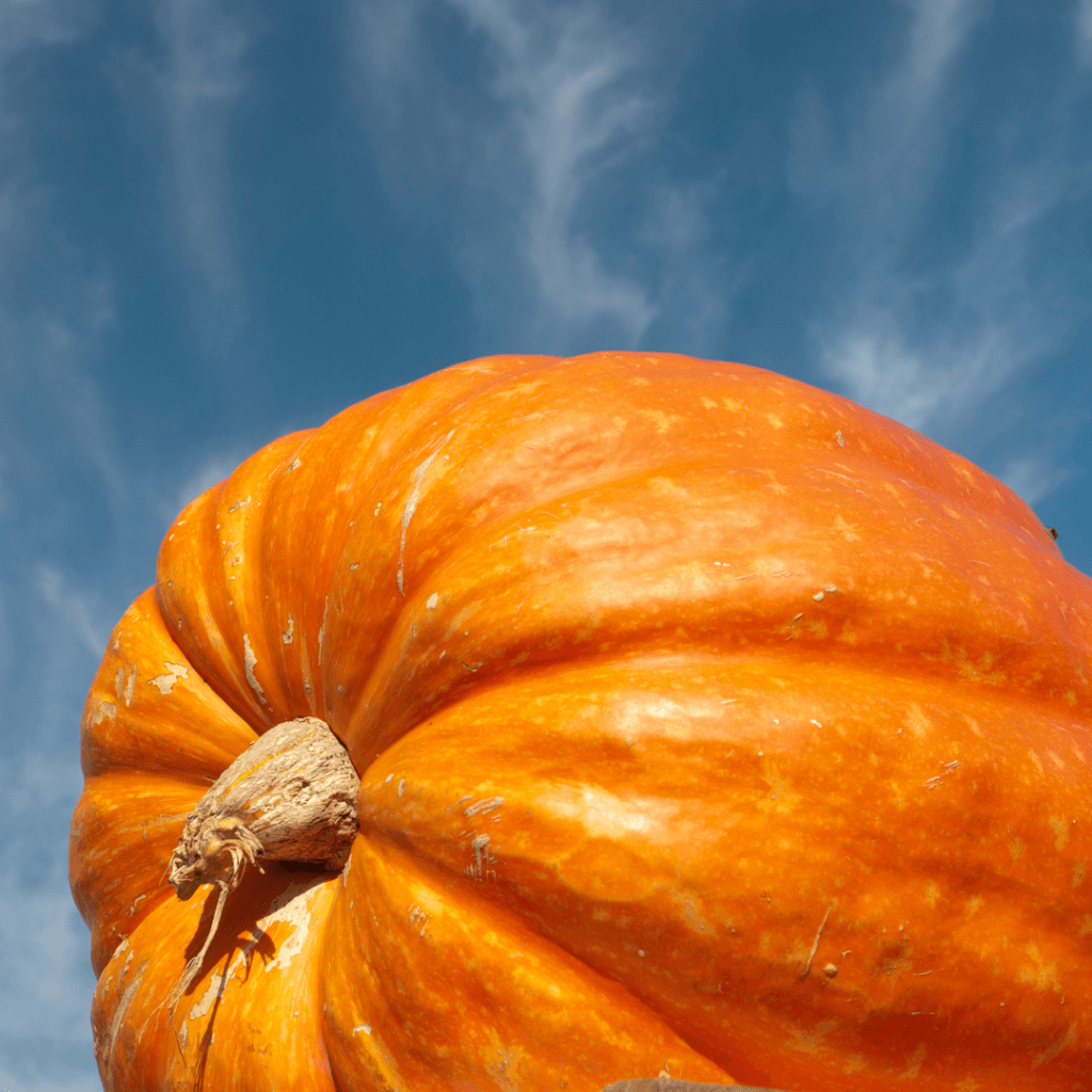 Image illustrates a giant pumpkin. 