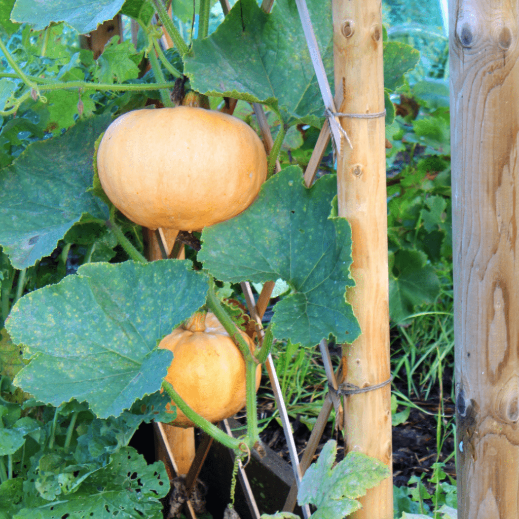 Image illustrates pumpkins growing on a trellis demonstrating how to grow a pumpkin patch in your backyard. 
