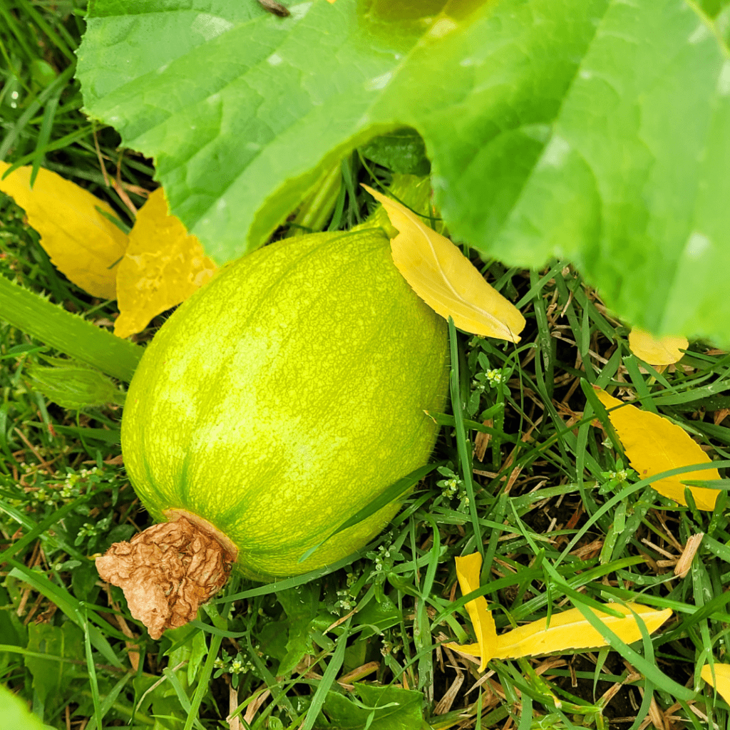 Image illustrates a baby pumpkin growing on a vine. 