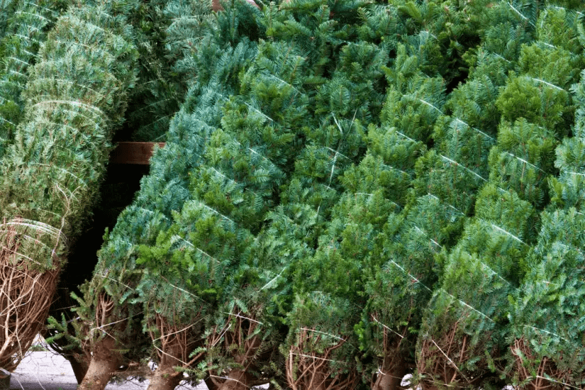 Proven Hacks to Make Your Christmas Tree Survive