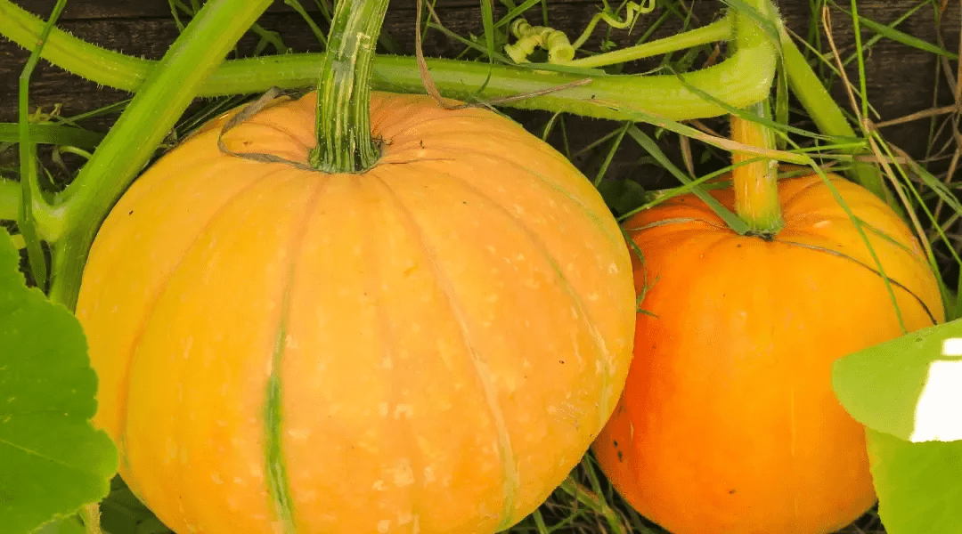 How to Grow a Pumpkin Patch in Your Backyard