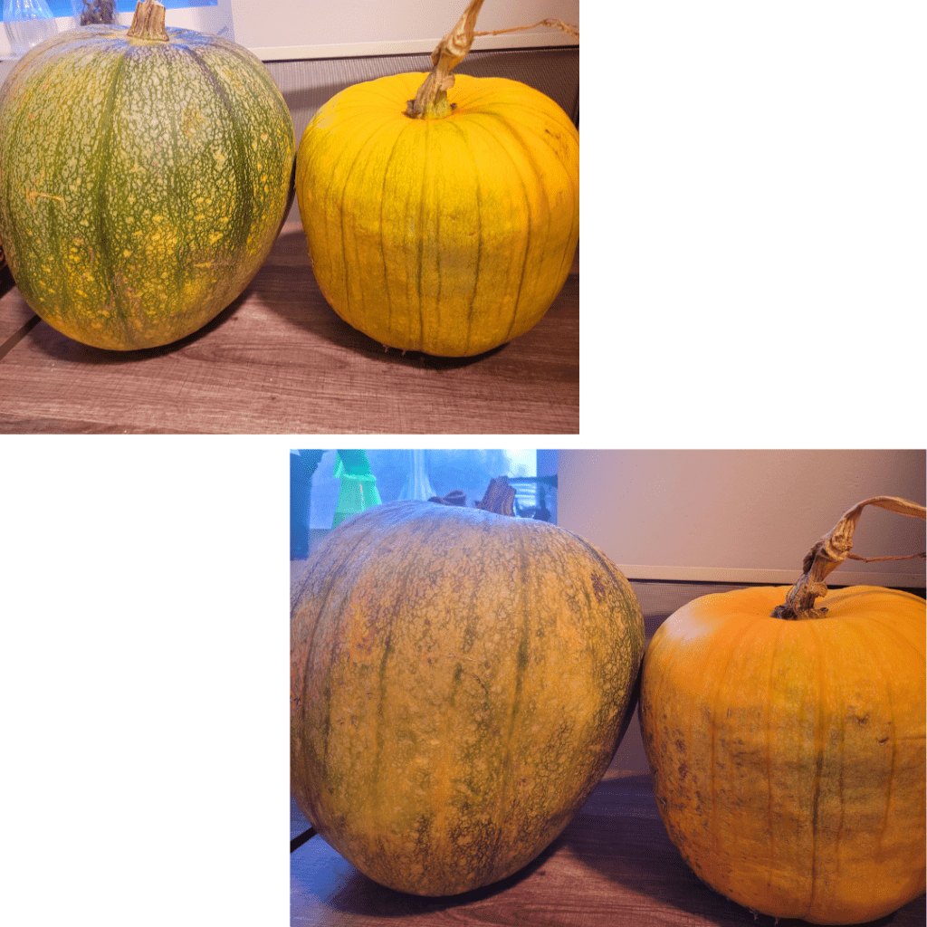 Image illustrates pumpkins ripening off the vine demonstrating how to ripen pumpkins off the vine.