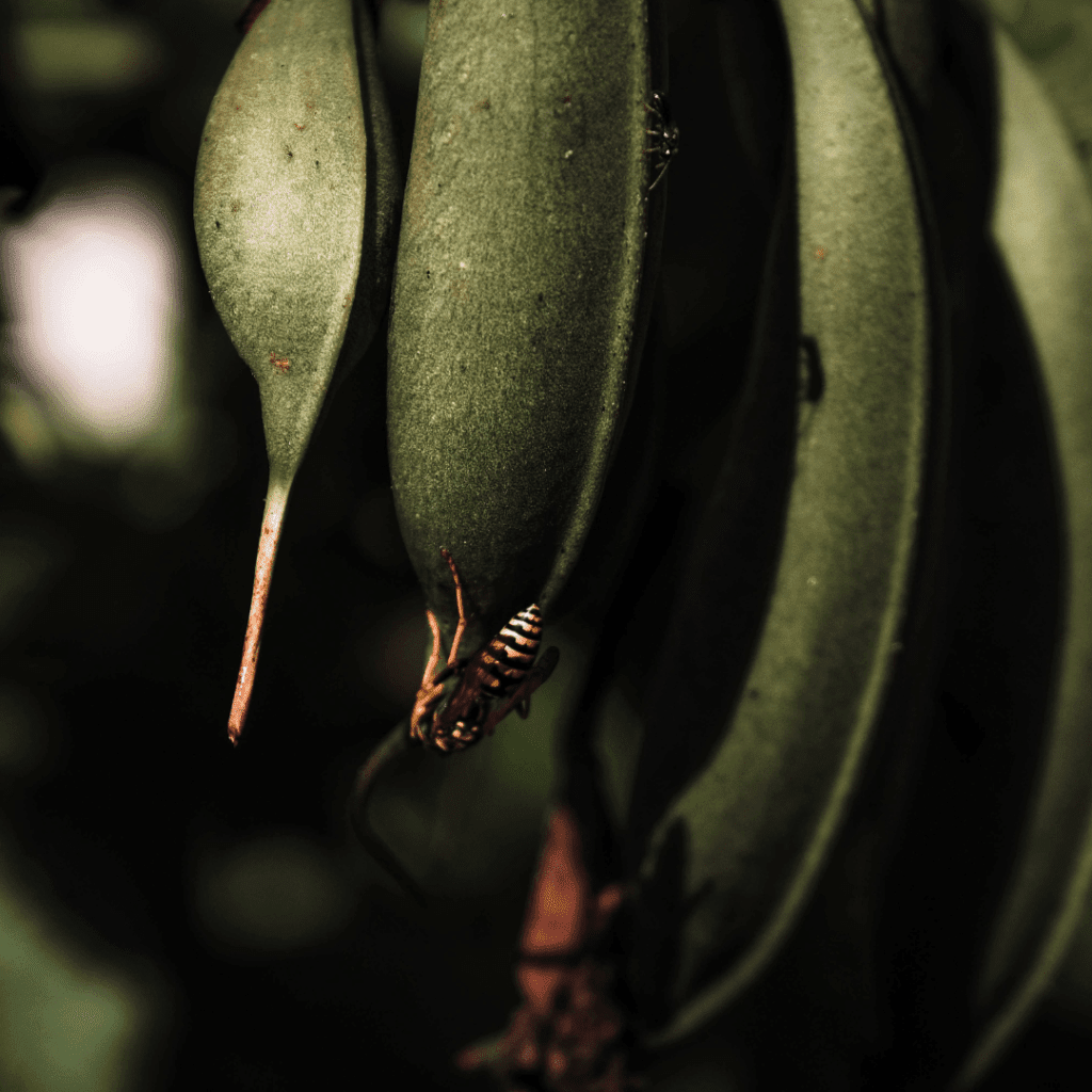 Image illustrates heirloom beans. 