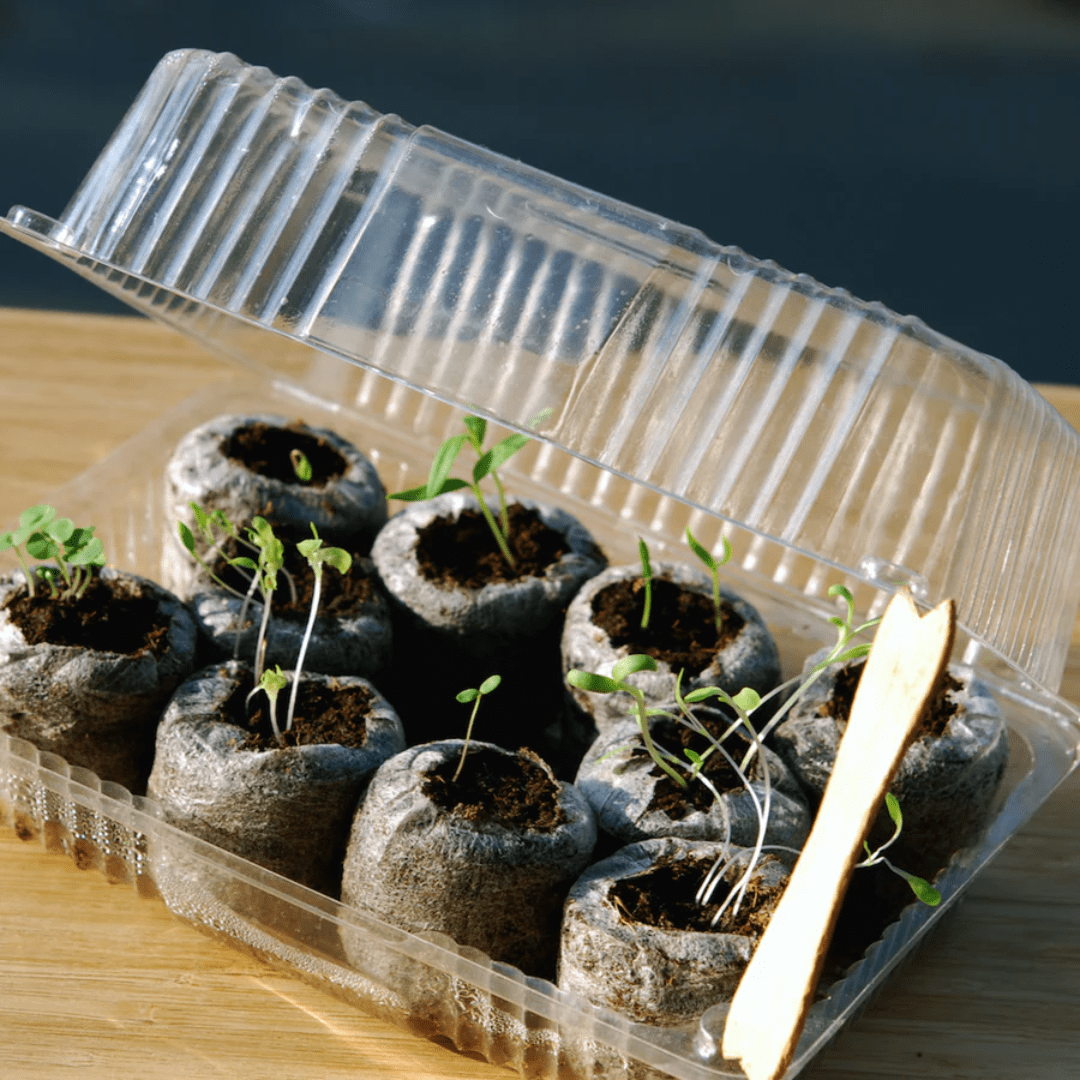 Image illustrates plant seedlings in soil pods demonstrating information about starting a homestead seed bank.