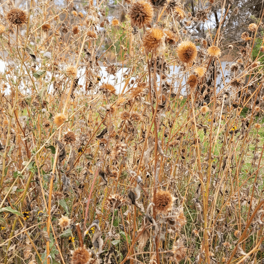 Image illustrates a seedhead garden for the best seedhead plants for birds. 