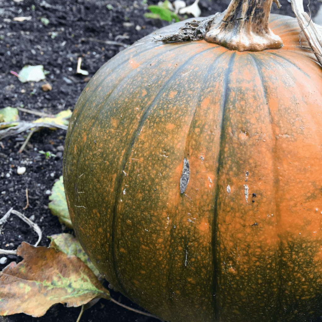 Image illustrates an unripe pumpkin.