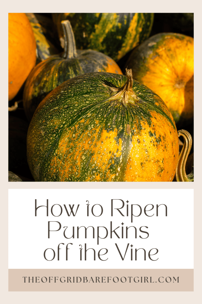 Image illustrates a Pinterest pin of unripe pumpkins demonstrating how to ripen pumpkins off the vine.