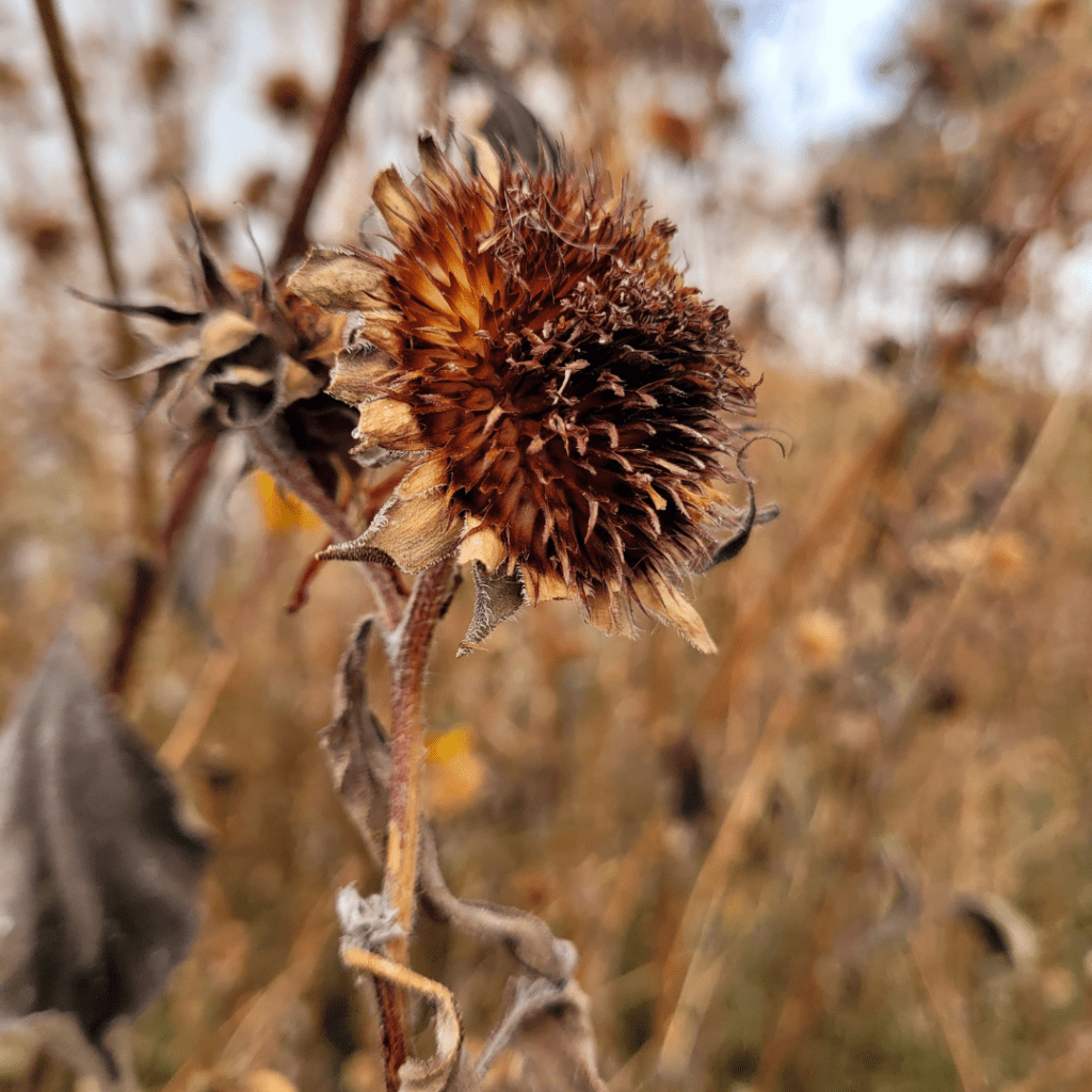 Image illustrates a seedhead garden for the best seedhead plants for birds.