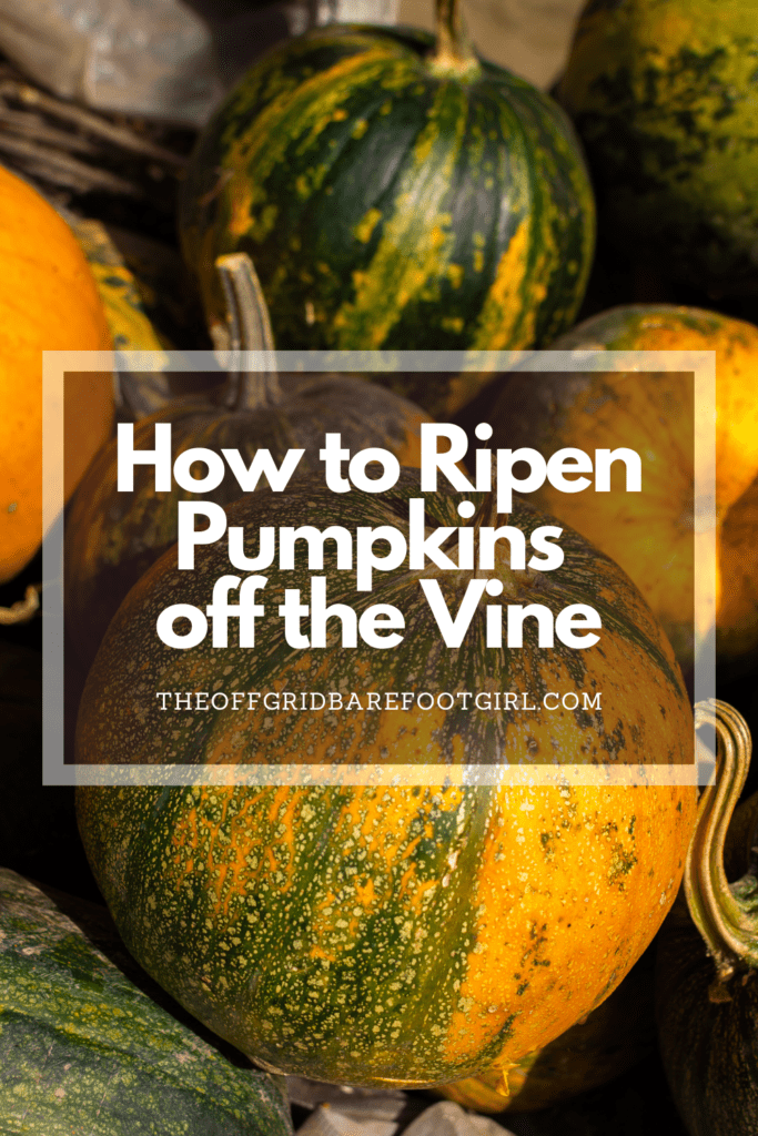 Image illustrates a Pinterest pin of unripe pumpkins demonstrating how to ripen pumpkins off the vine.