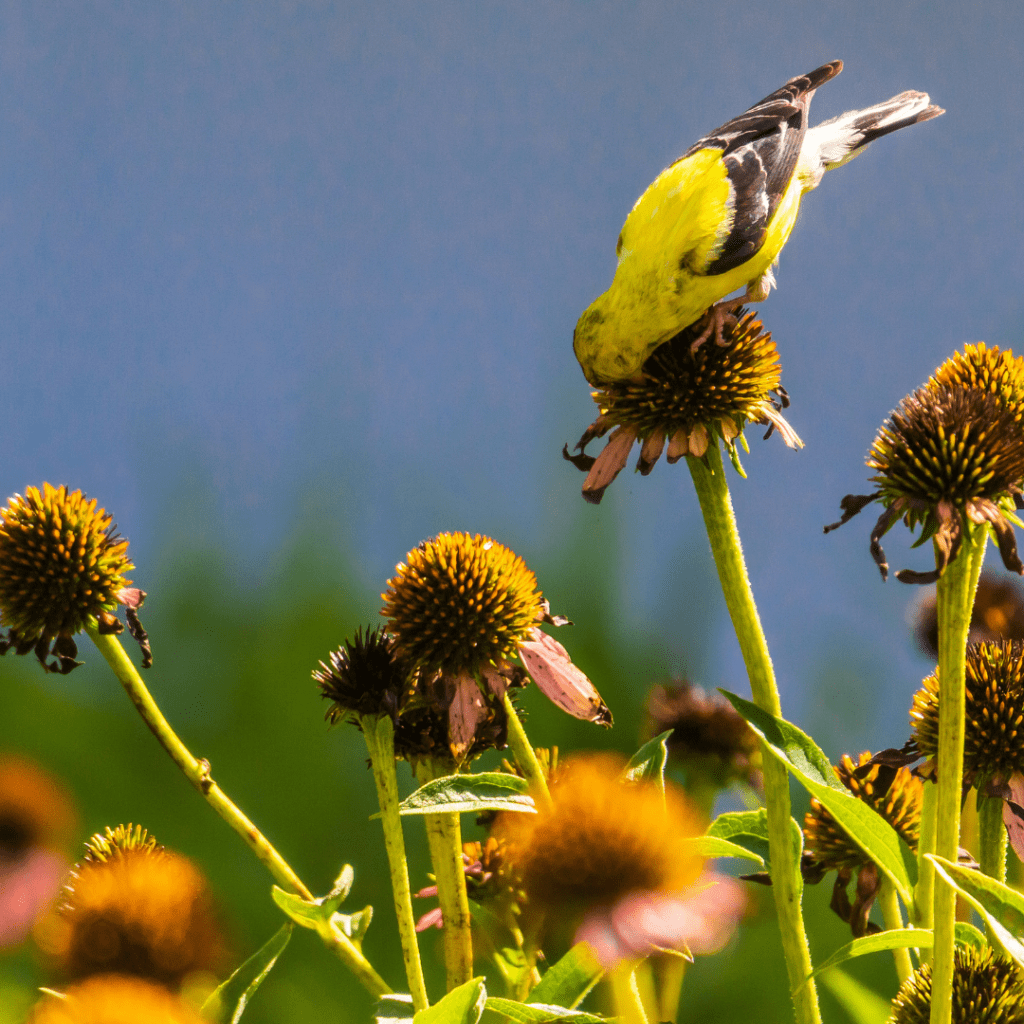 Image illustrates black-eyed susan seedheads for the best seedhead plants for birds. 