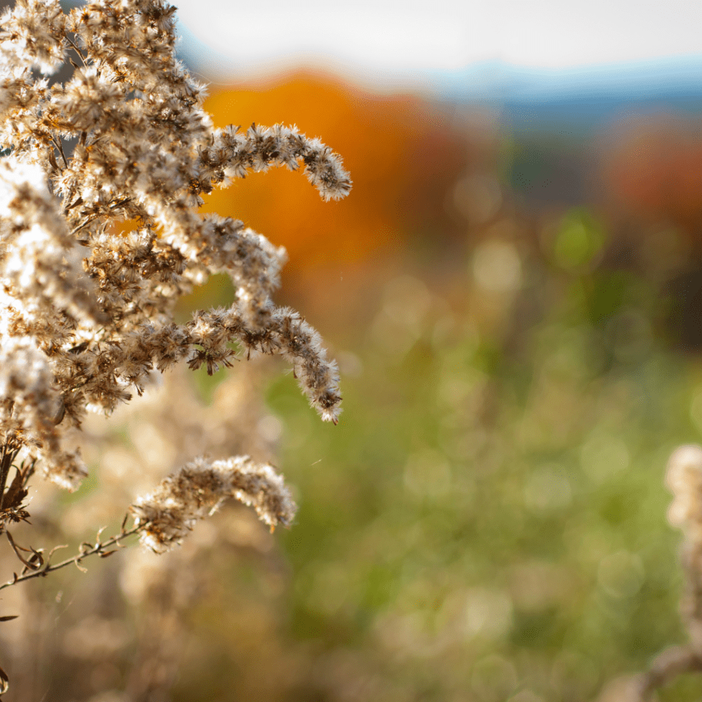 Image illustrates goldenrod seedheads.