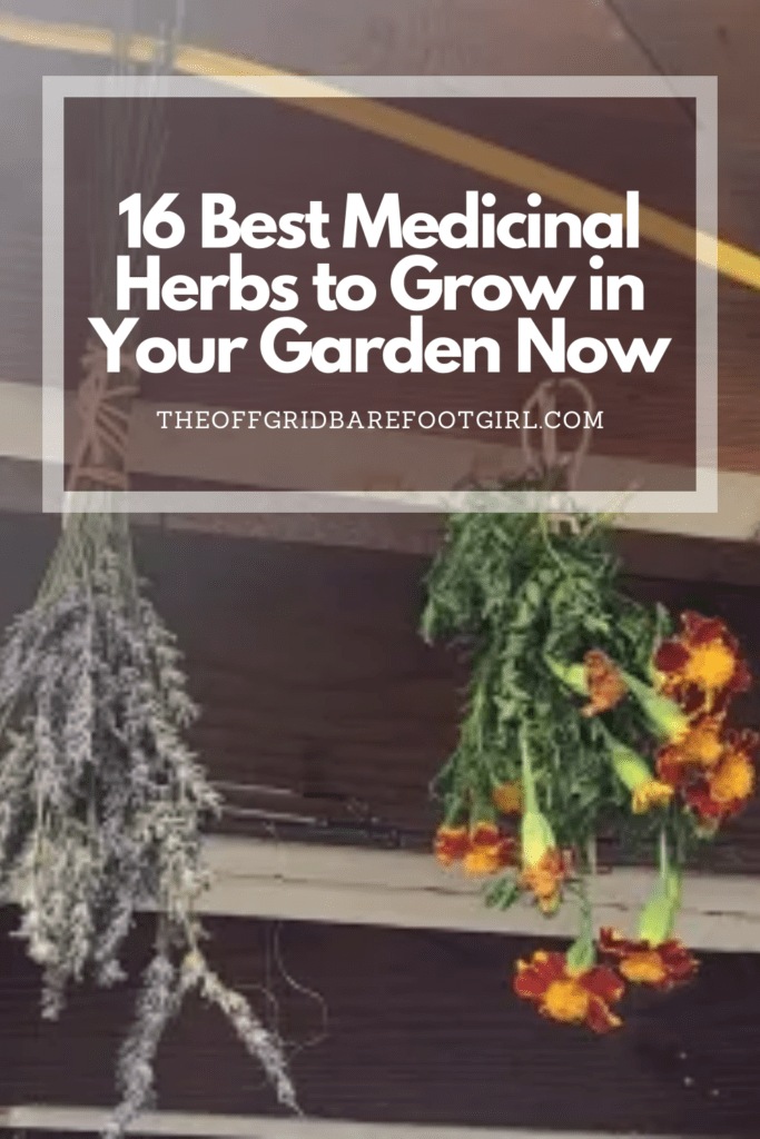 Image illustrates a Pinterest pin of herbs hanging to dry demonstrating medicinal herbs to grow. 