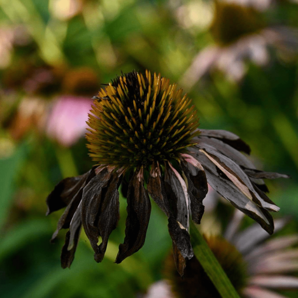 Image illustrates a coneflower seedhead for the best seedhead plants for birds. 