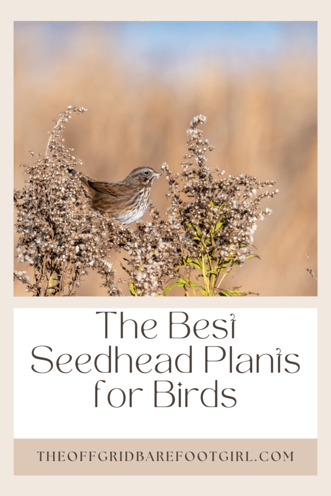 Image illustrates a Pinterest pin of a bird feeding on a seedhead demonstrating the best seedhead plants for birds. 