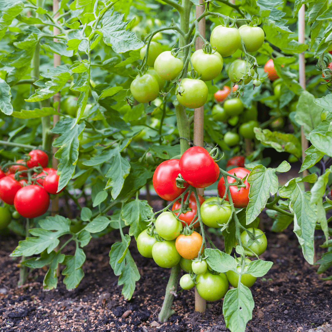 Image illustrates a tomato garden for how to plan a vegetable garden.