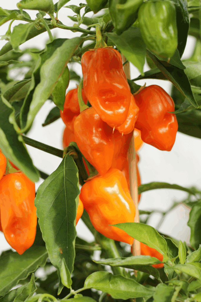 Image illustrates a garden for how to plant and grow a salsa garden. 