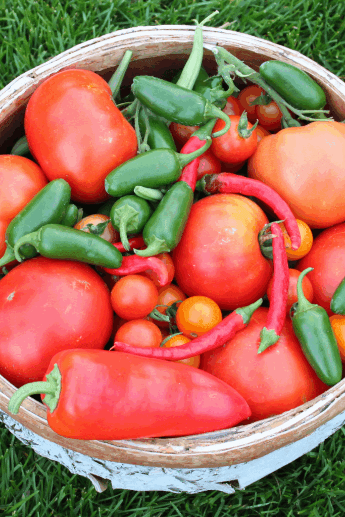 Image illustrates a tomatoes and peppers for how to plant and grow a salsa garden. 