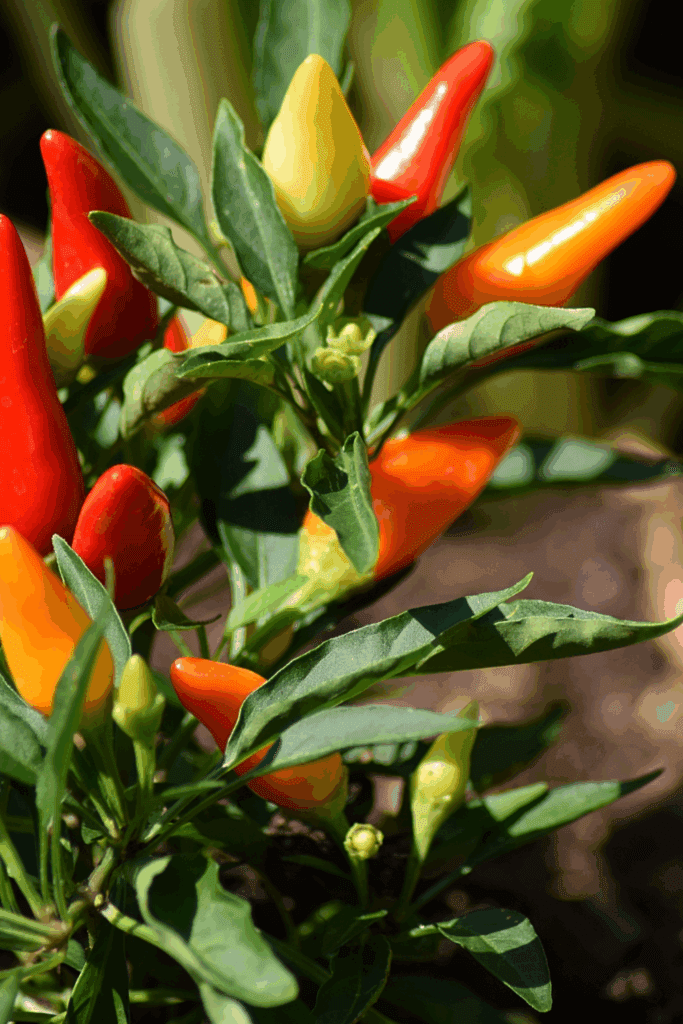 Image illustrates a garden for how to plant and grow a salsa garden. 