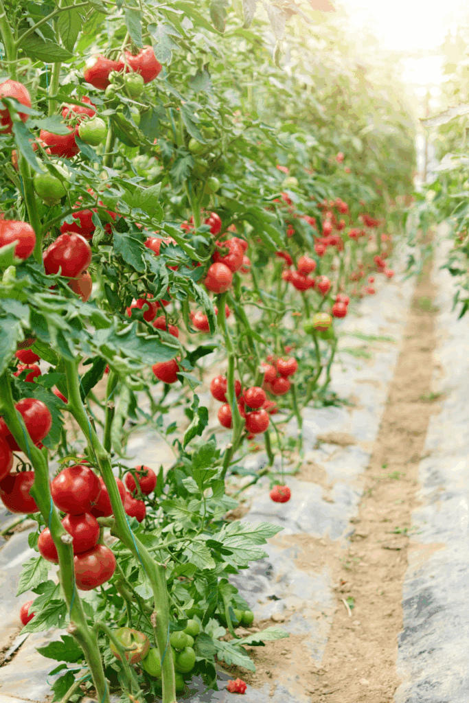 Image illustrates a garden for how to plant and grow a salsa garden. 
