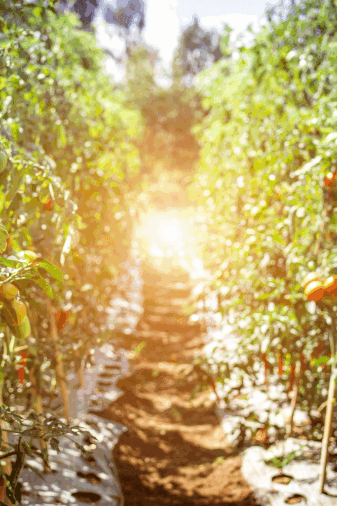 Image illustrates a garden for how to plant and grow a salsa garden. 