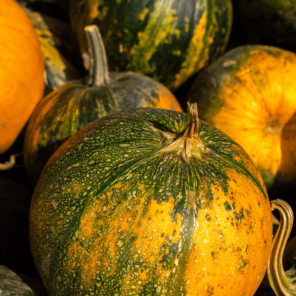 Image illustrates unripe pumpkins demonstrating how to ripen pumpkins off the vine.