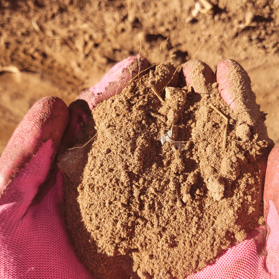 Image illustrates a handful of sandy soil demonstrating information on how to fix sandy garden soil.