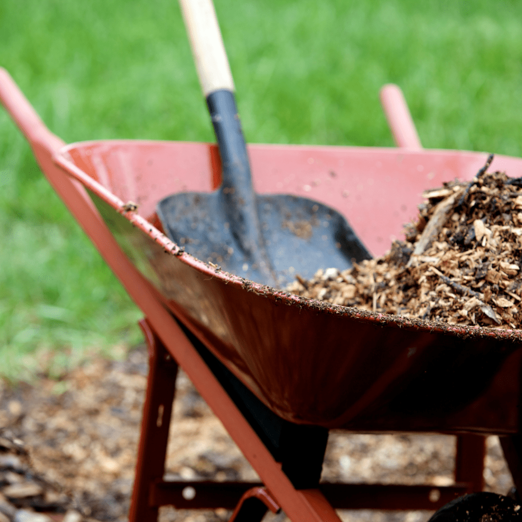 Image illustrates a wheel barrow of mulch and compost demonstrating information on how to winterize your vegetable garden.