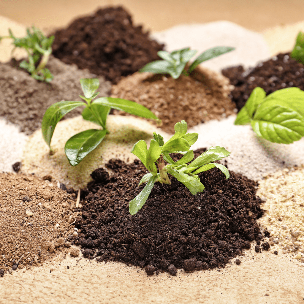 Image illustrates different types of garden soil with tiny sprouts.