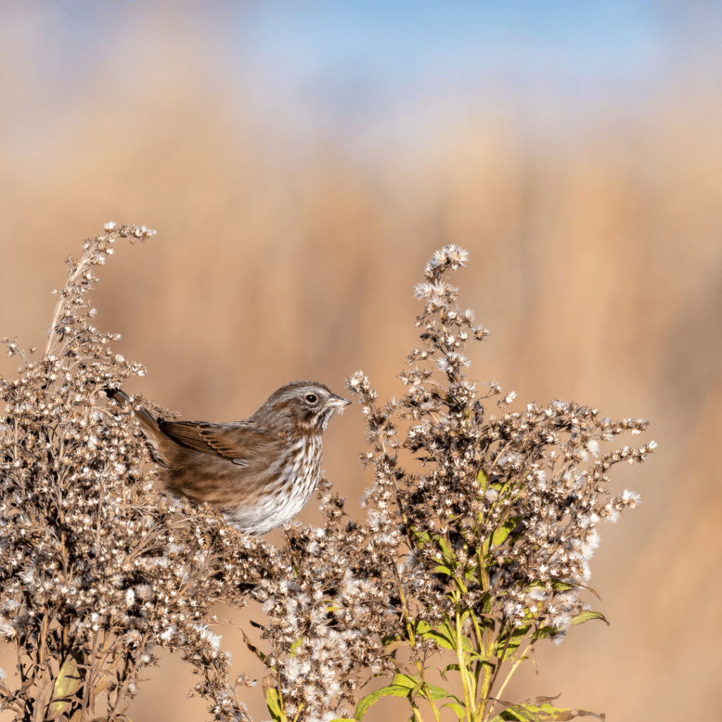 Image illustrates a bird feeding on a seedhead demonstrating the best seedhead plants for birds.