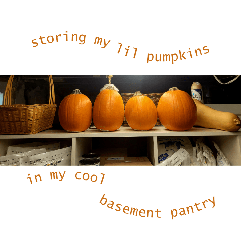 image illustrates pumpkins stored in a basement pantry. 