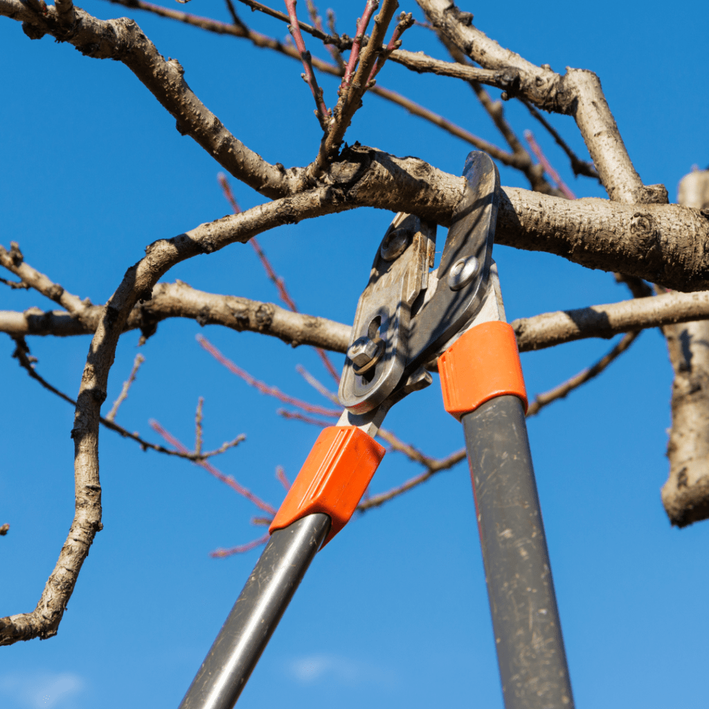 Image illustrates a fruit tree being pruned demonstrating information on how to winterize your vegetable garden.
