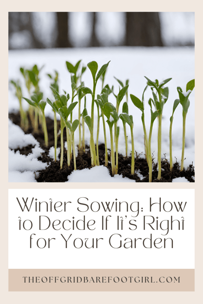 Image illustrates a Pinterest pin of seedlings in snow for winter sowing. 