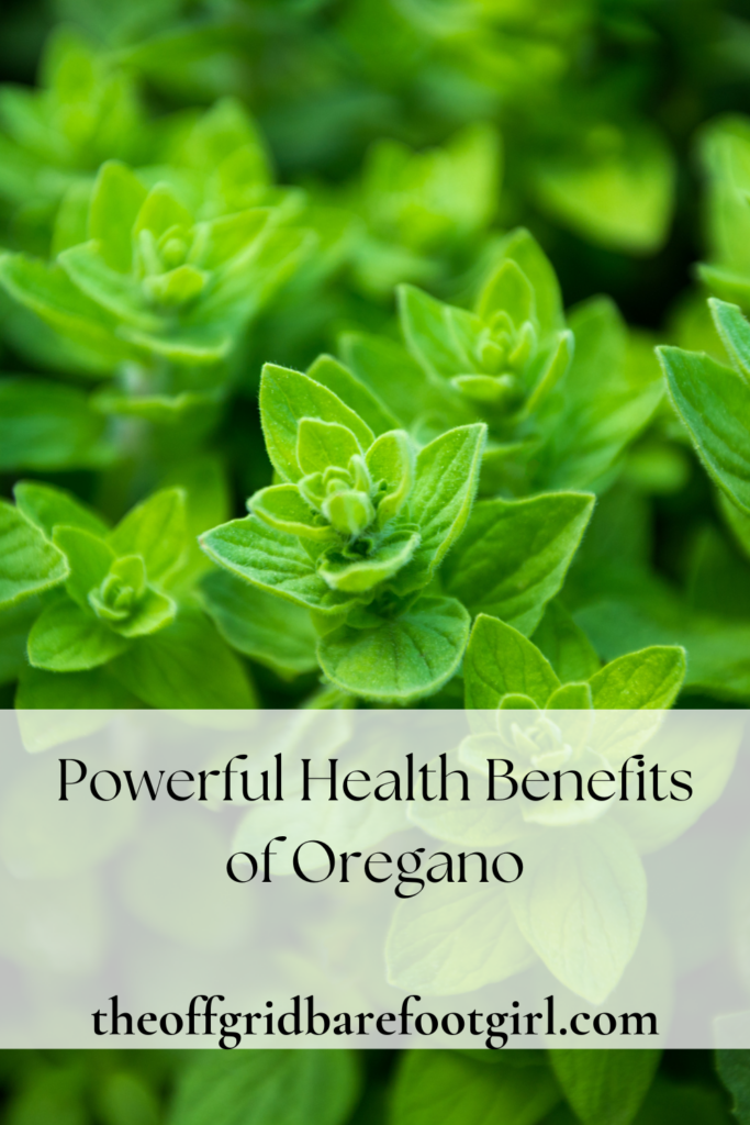 Image illustrates health benefits of oregano.