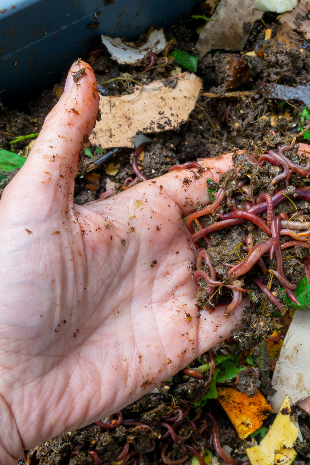 Image illustrates a worm bin for information on how to start a worm bin. 