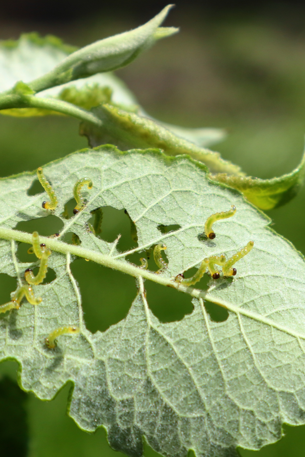 Image illustrates pest control in organic gardening.