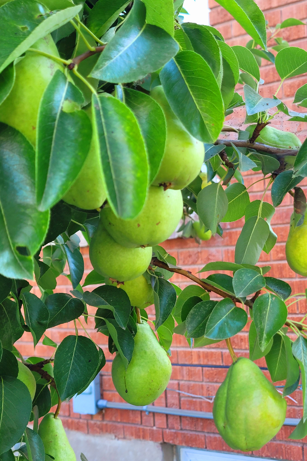 Image illustrates a pear tree in a backyard orchard by The Off Grid Barefoot Girl.