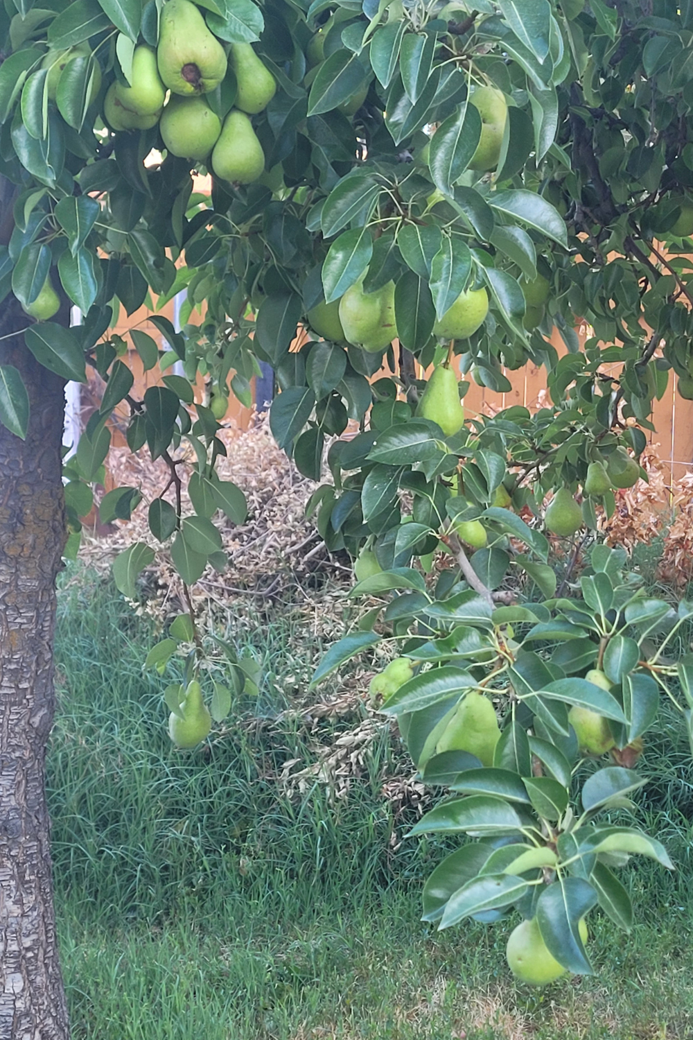 Image illustrates a pear tree in a backyard orchard by The Off Grid Barefoot Girl.