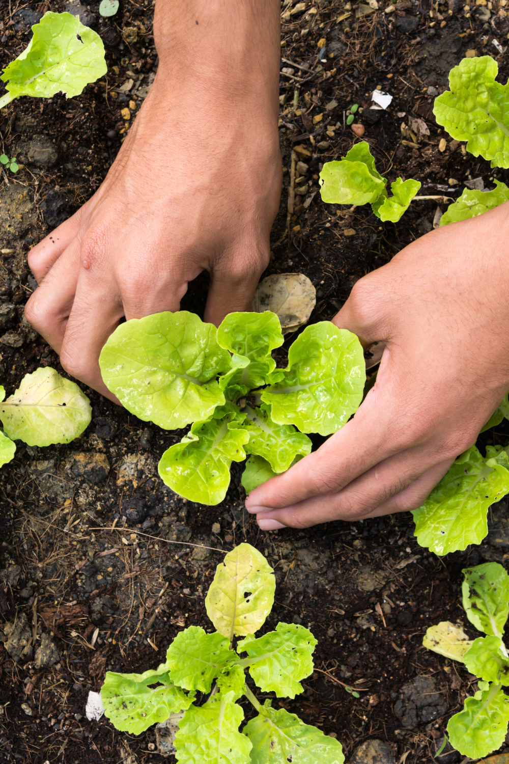 Image illustrates organic gardening.